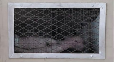 Dan Witz's WHAT THE %$#@?