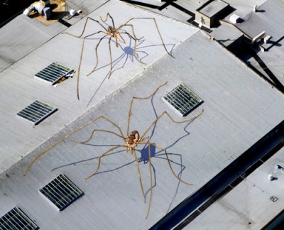 Daddy Long Legs