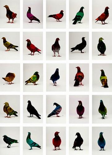Painted Pigeons
